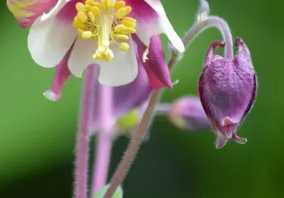Vibrant Pink Columbine: Macro Beauty in Sunlight