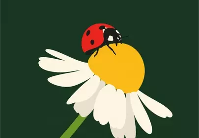 Minimalist Ladybug on Daisy: A Springtime Delight