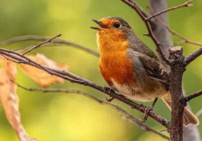 Vibrant European Robin Singing on Branch in Nature