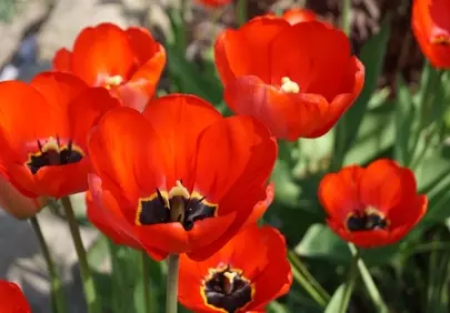 Vibrant Red Tulips: Spring's Blooming Spectacle
