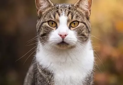 Captivating Feline Gaze: European Shorthair Portrait in Autumn Light