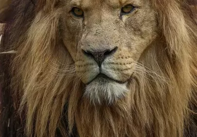 Majestic African Lion: King of the Savanna