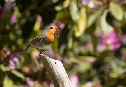 Vibrant Robin's Catch: Nature's Intricate Beauty Unveiled