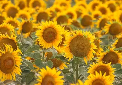 Vibrant Sunflower Field: A Golden Summer Vista