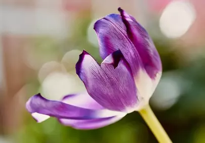 Vibrant Purple Tulip: Delicate Petals in Soft Focus