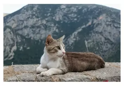 Serene Mountain Cat: A Peaceful Outdoor Gaze