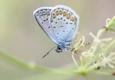 Enchanting Silver-Studded Blue Butterfly: Nature's Delicate Dance
