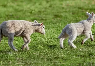 Charming Spring Lambs Romping in Lush Green Meadow