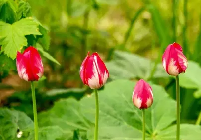 Vibrant Red Tulips: A Burst of Spring Beauty