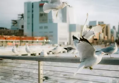 Dynamic Waterfront: Gulls Soaring Above Cityscapes