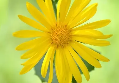 Vibrant Yellow Gamswurzen Blossom: A Touch of Spring