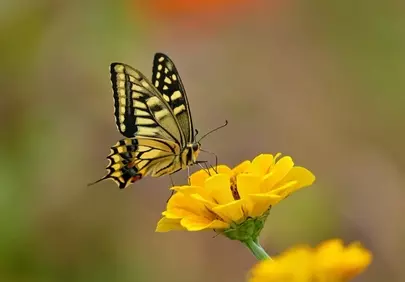 Vibrant Yellow: Butterfly on Wildflower in Nature's Detail