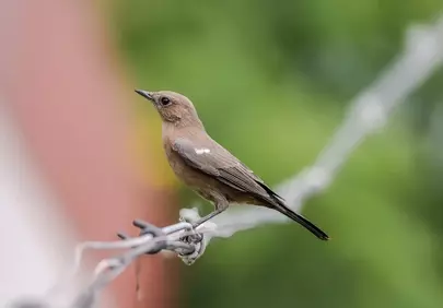 Charming Thrush Perched on Wire Fence in Summer