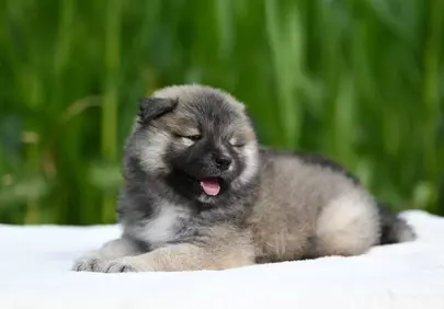 Adorable Eurasier Puppy Dreaming Peacefully Outdoors