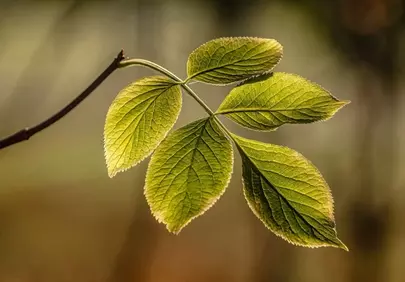Vibrant Spring Leaves: Nature's Macro Beauty in Sunlight