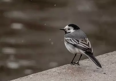 Charming White Wagtail: Urban Solitude on an Overcast Day