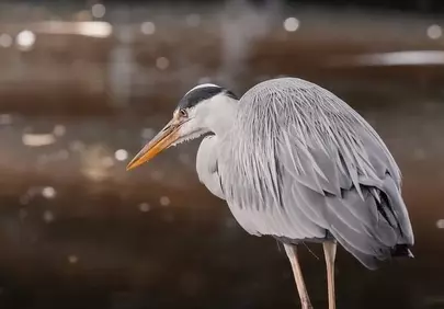 Elegant Grey Heron: Tranquil Wildlife Wallpaper