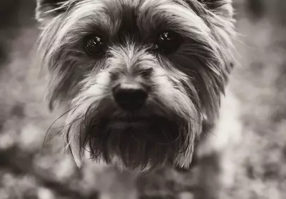 Intimate Yorkshire Terrier Portrait: Expressive Eyes in B&W