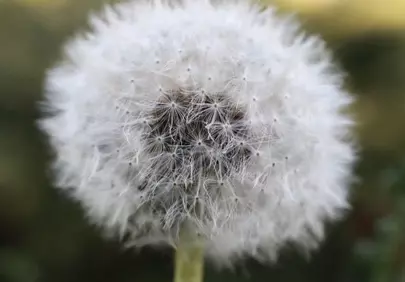 Delicate Dandelion: Nature's Whispers in Macro Detail