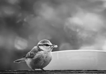 Charming Monochrome Bird Portrait: Autumn Feeder Snack