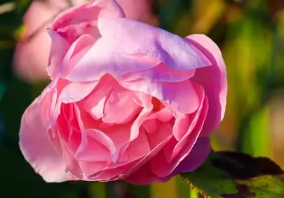 Vibrant Pink Rose in Full Bloom: Nature's Romantic Beauty