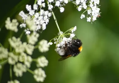 Vibrant Bumblebee Pollinating White Wildflowers in Summer