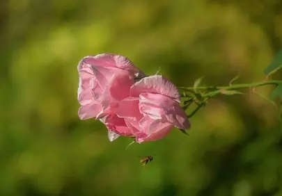 Vibrant Pink Rose with Wasp: A Summer Garden Symphony