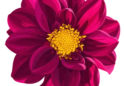 Vibrant Pink Dahlia: Golden Heart of Floral Elegance