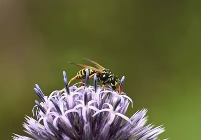 Vibrant Macro: Wasp Pollinating Globe Thistle