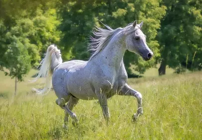 Majestic Arabian Mare Trotting Freely in Summer Meadow