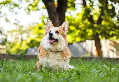 Joyful Corgi's Summer Bliss: A Fluffy Friend in Nature