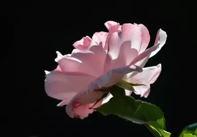 Stunning Pink Rose: Delicate Bloom Against Dark