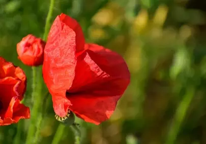 Vibrant Red Poppy: A Summer's Blooming Delight in Macro