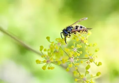 Vibrant Macro: Wasp Foraging on Yellow Blooms