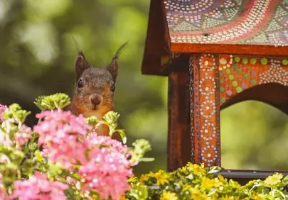 Curious Squirrel Peeking Through Vibrant Spring Flowers