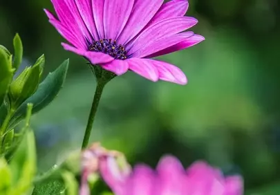 Vibrant Purple African Daisy in a Lush Spring Garden