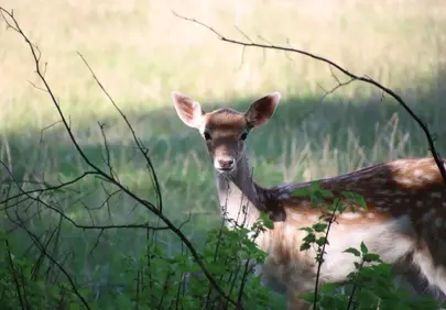 Enchanting Wildlife: Alert Roe Deer in Peaceful Meadow
