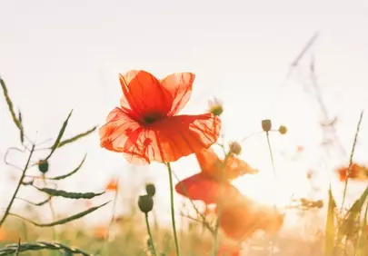 Vibrant Poppies in Golden Sunlight