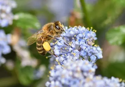 Vibrant Macro: Busy Bee Collecting Pollen on Lilac Flowers