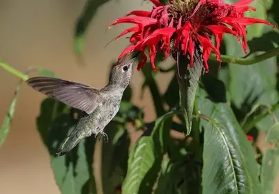 Anna's Hummingbird: A Delicate Dance with Crimson Blooms