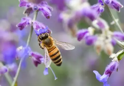 Vibrant Pollination: Bee on Violet Flower Macro Wallpaper