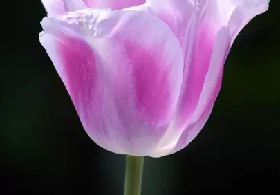 Vibrant Pink & White Tulip on Deep Black Background