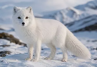 Stunning Arctic Fox Portrait: Winter Wilderness Survivor