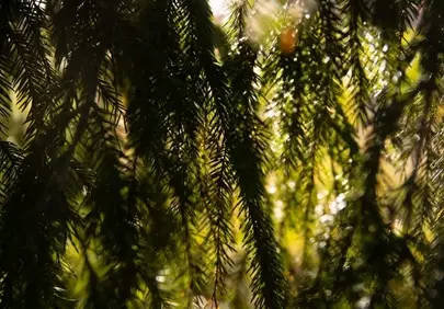 Enchanting Forest Glow: Sun-Kissed Pine Needles