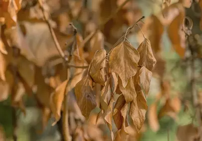 Vibrant Autumn Symphony: Golden Leaves Dancing in Warm Sunlight