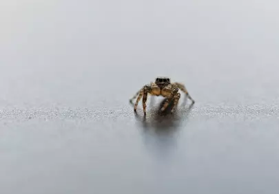 Intriguing Macro: A Jumping Spider's Gaze Up Close