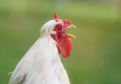 Vibrant Rural Rooster Crowing in Pure Nature