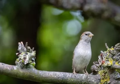 Charming Sparrow Perched on Branch in Verdant Forest