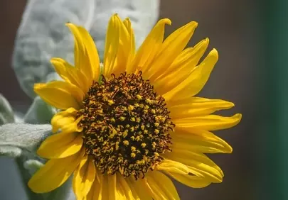 Vibrant Sunflower Macro: A Symphony of Summer Beauty
