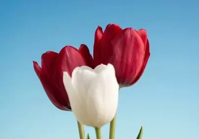 Vibrant Spring Tulips: Red and White Against Blue Sky